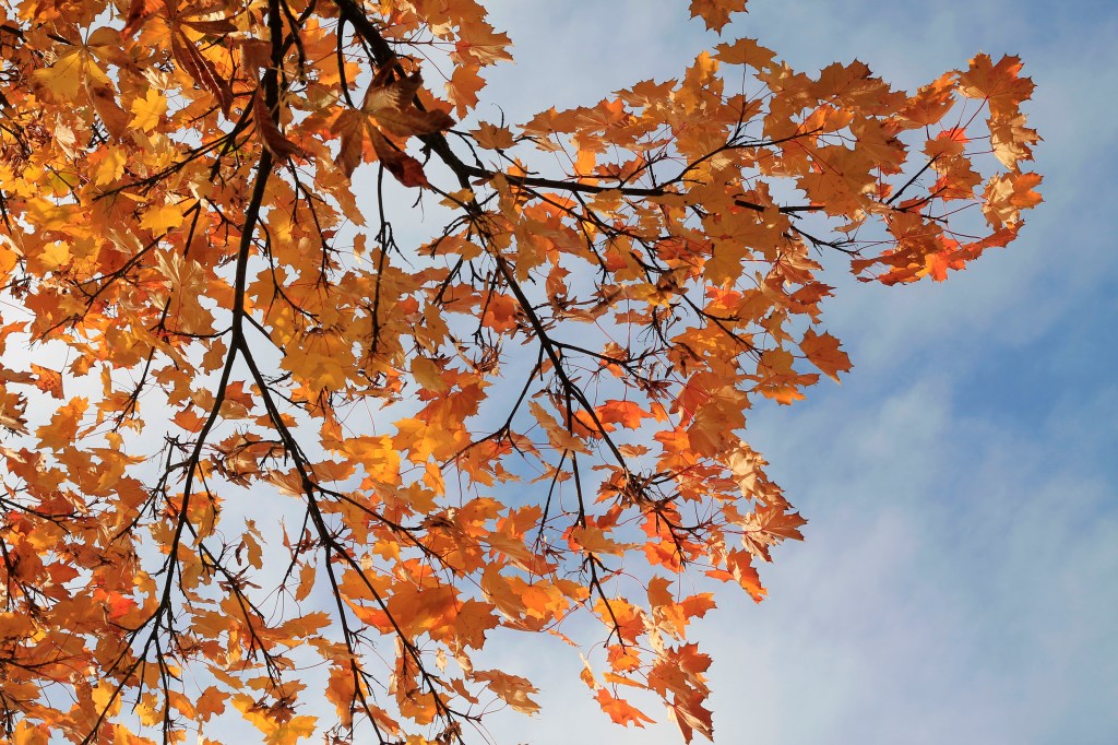 Fall leaves on a sunny day in a suburb outside Copenhagen.