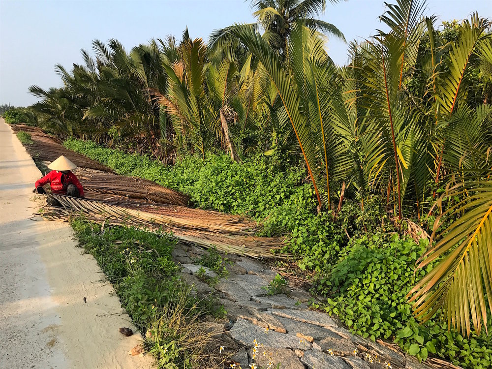  Coconut palms found a short bike ride outside of the town of Hoi An. 